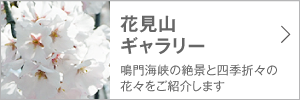 花見山ギャラリー