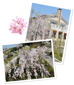 ようこそ花見山へ 花見山 心の手紙館 ようこそ花見山へ 花見山 心の手紙館